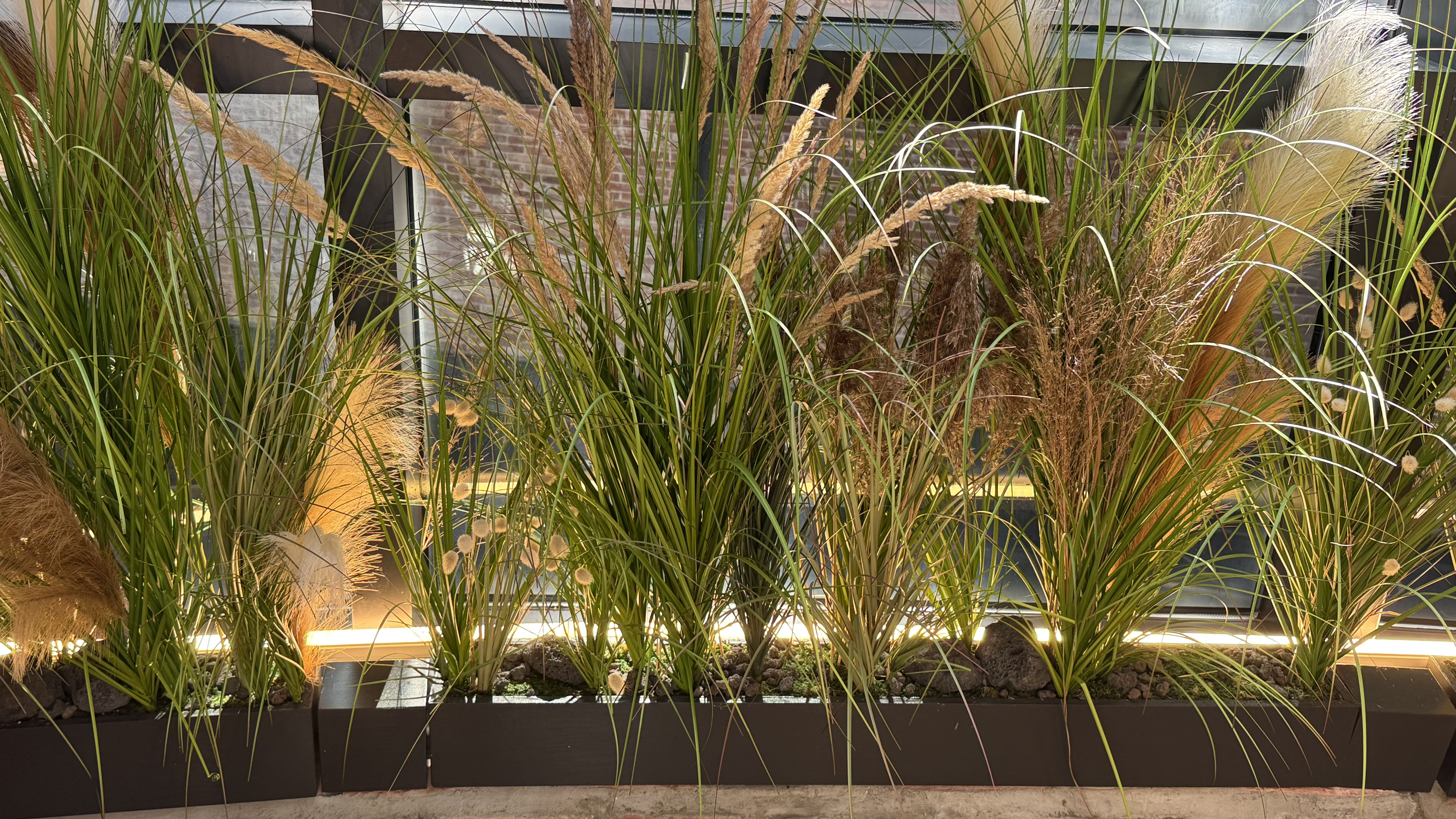 갈대프리져브드