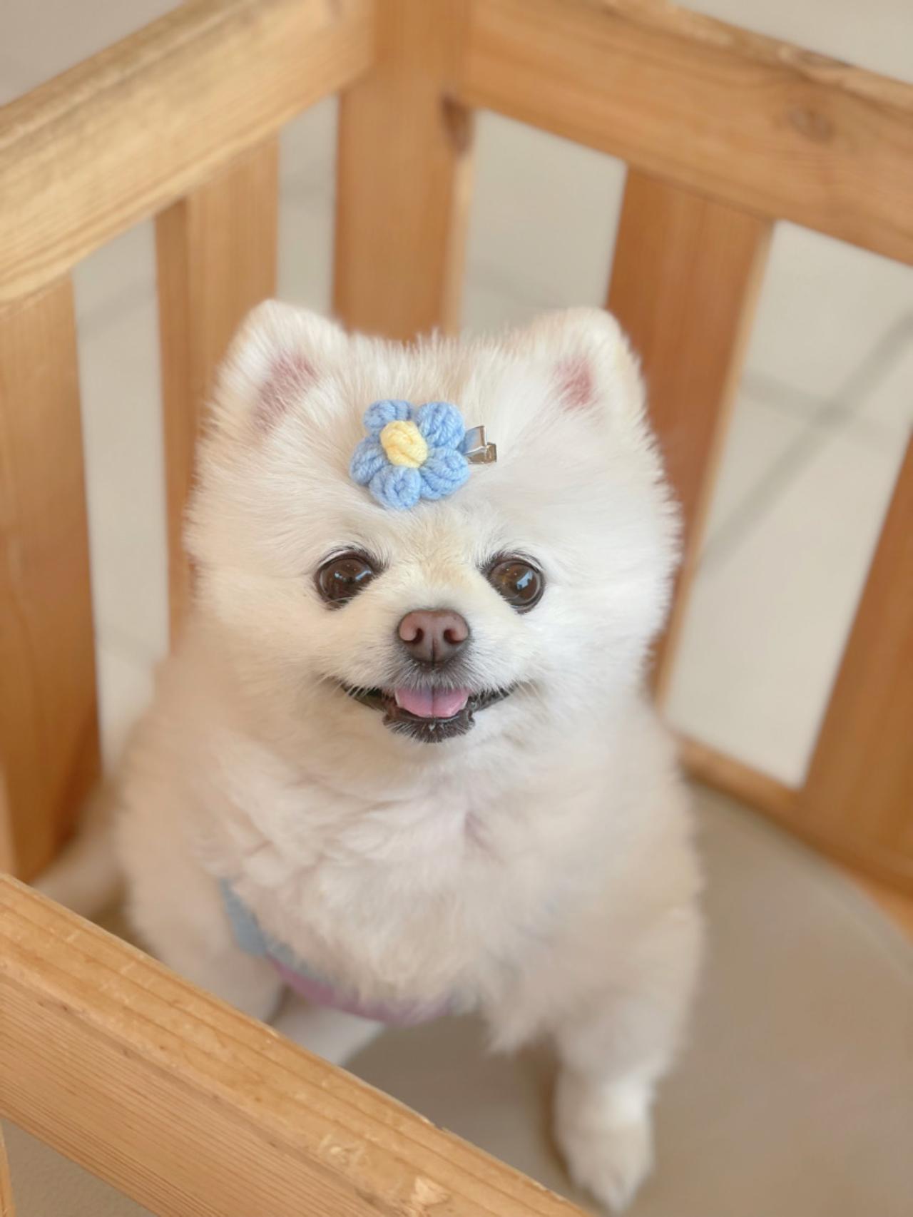 까미꼬미꼬모